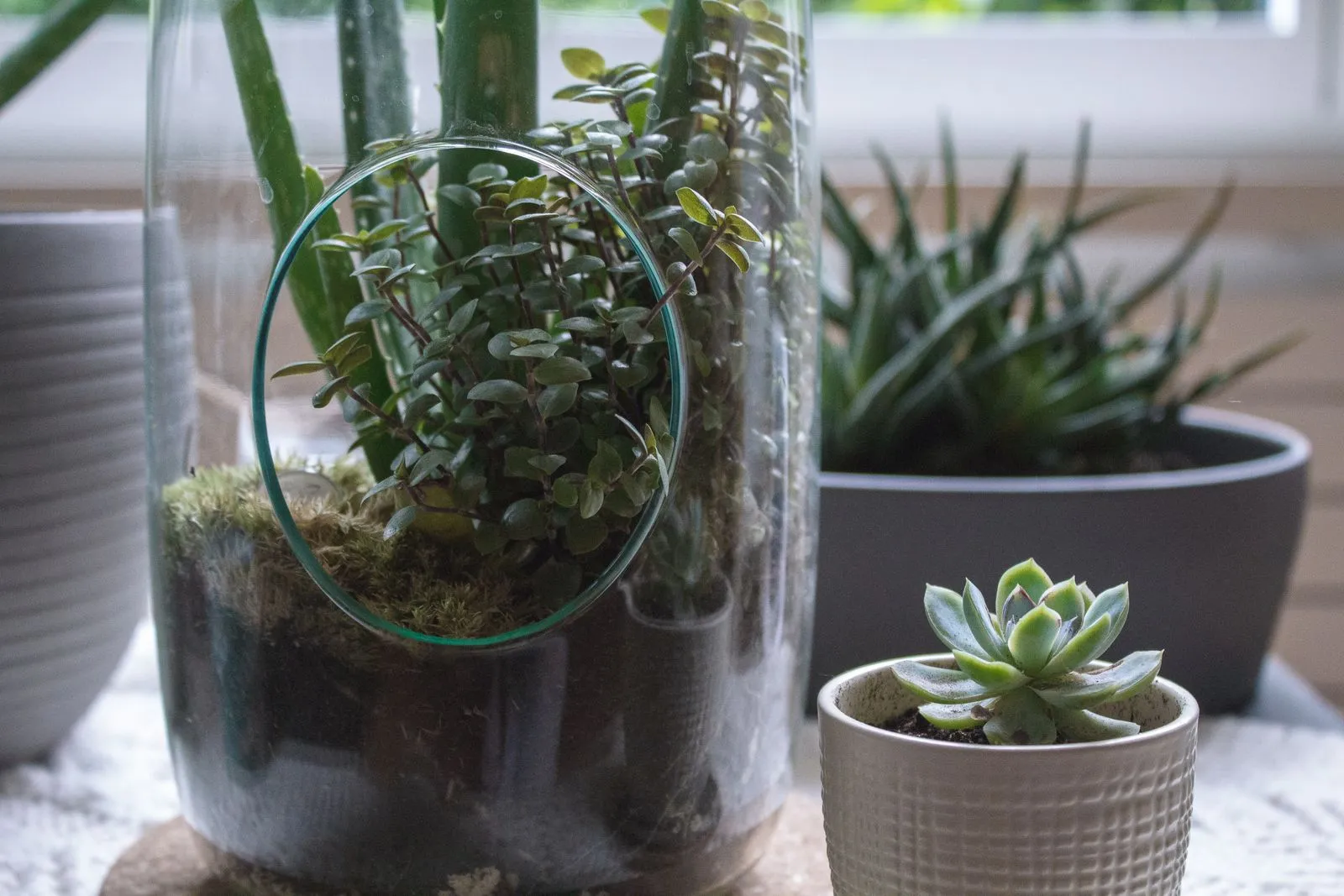 Captivating close-up of indoor succulents and plants in decorative pots and glass terrarium.